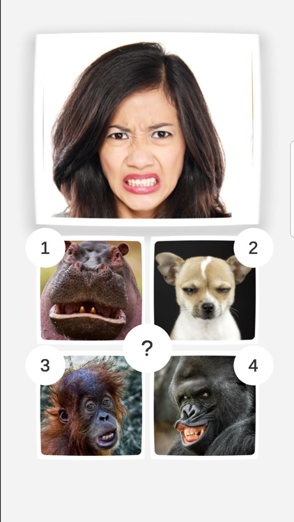 Funny Animals Mimics