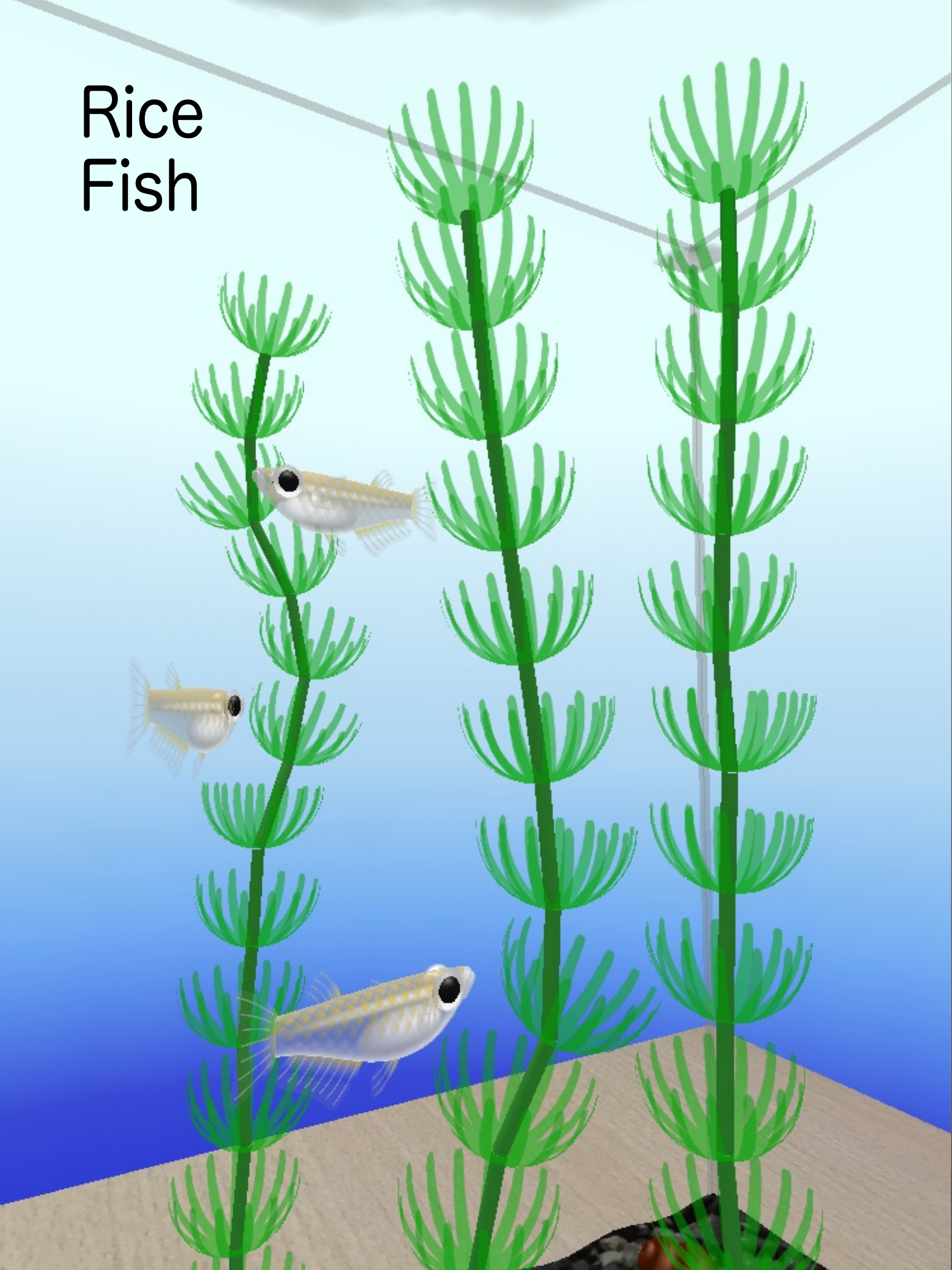 Rice Fish AR/VR