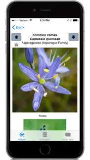 washington wildflowers iphone screenshot 4