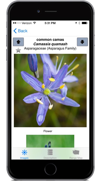 Washington Wildflowers screenshot-3