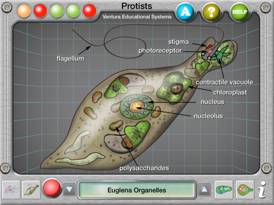 Screenshot #6 pour Interactive Protist Explorer