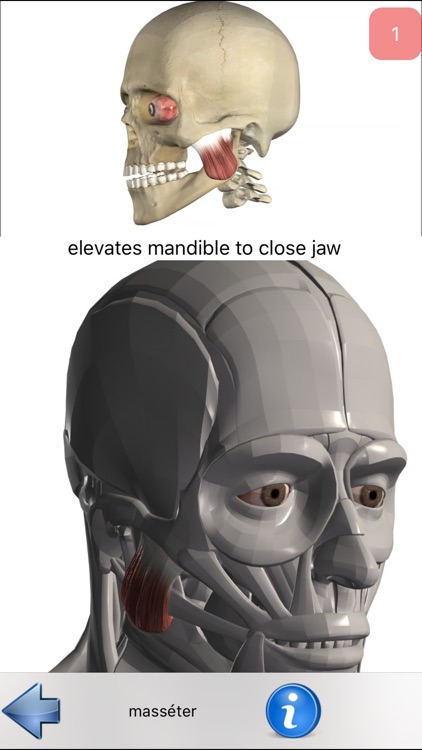 Anatomie Visuel screenshot-3