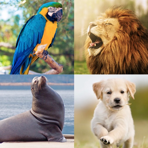 Animal sounds 100+ Icon