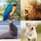 Animal sounds is a very entertaining & learning app, with this app you can learn so much about animals