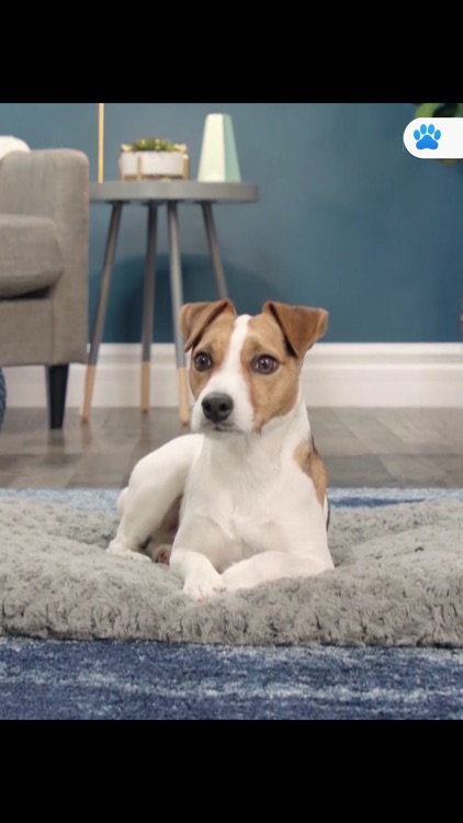 Murphy Cares screenshot-8