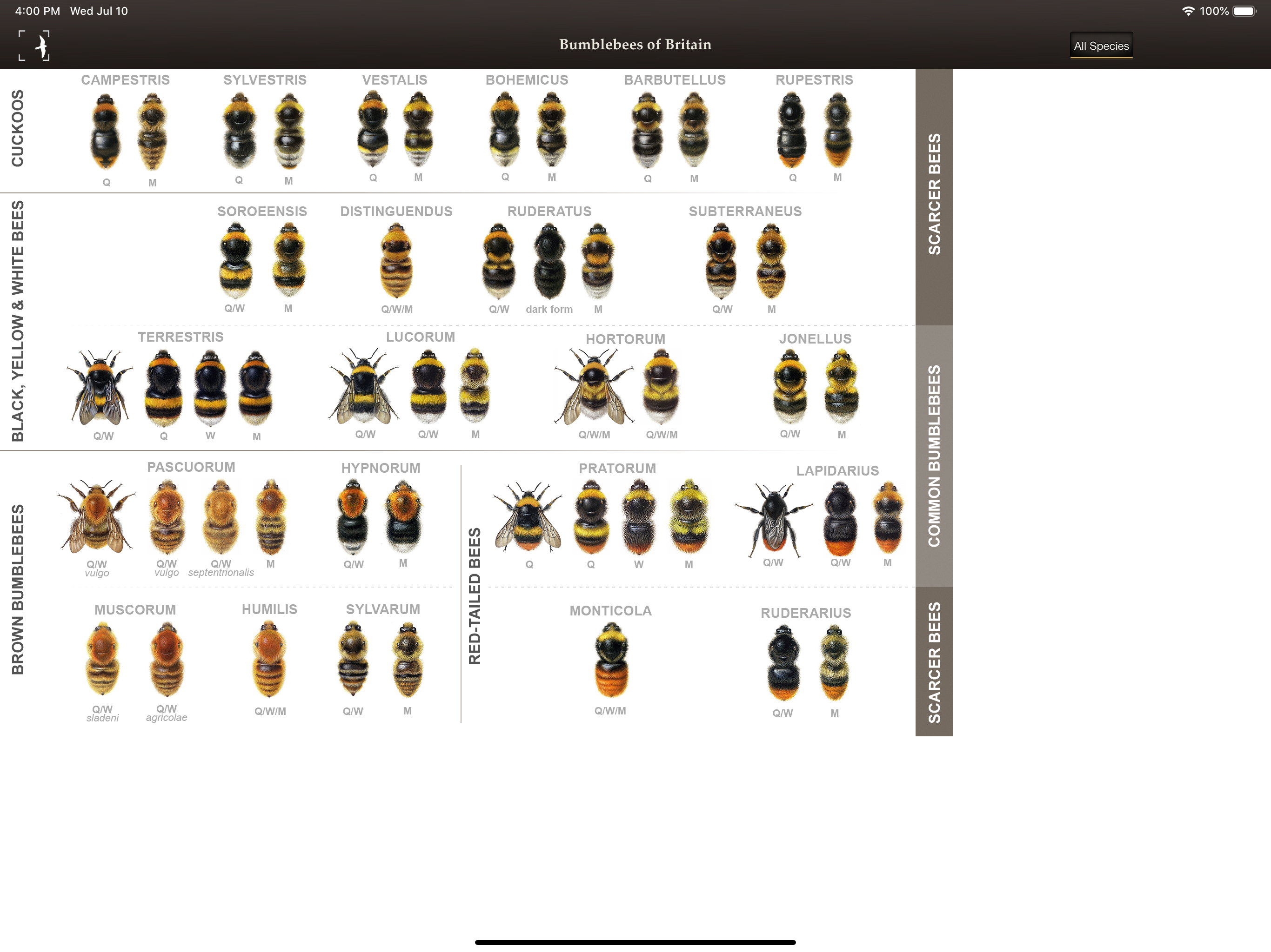 British & Irish Bumblebees