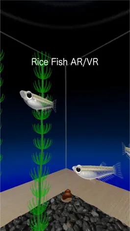 Game screenshot Rice Fish AR/VR mod apk