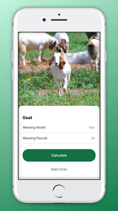 Lamb & Goat Market Forecast Screenshot