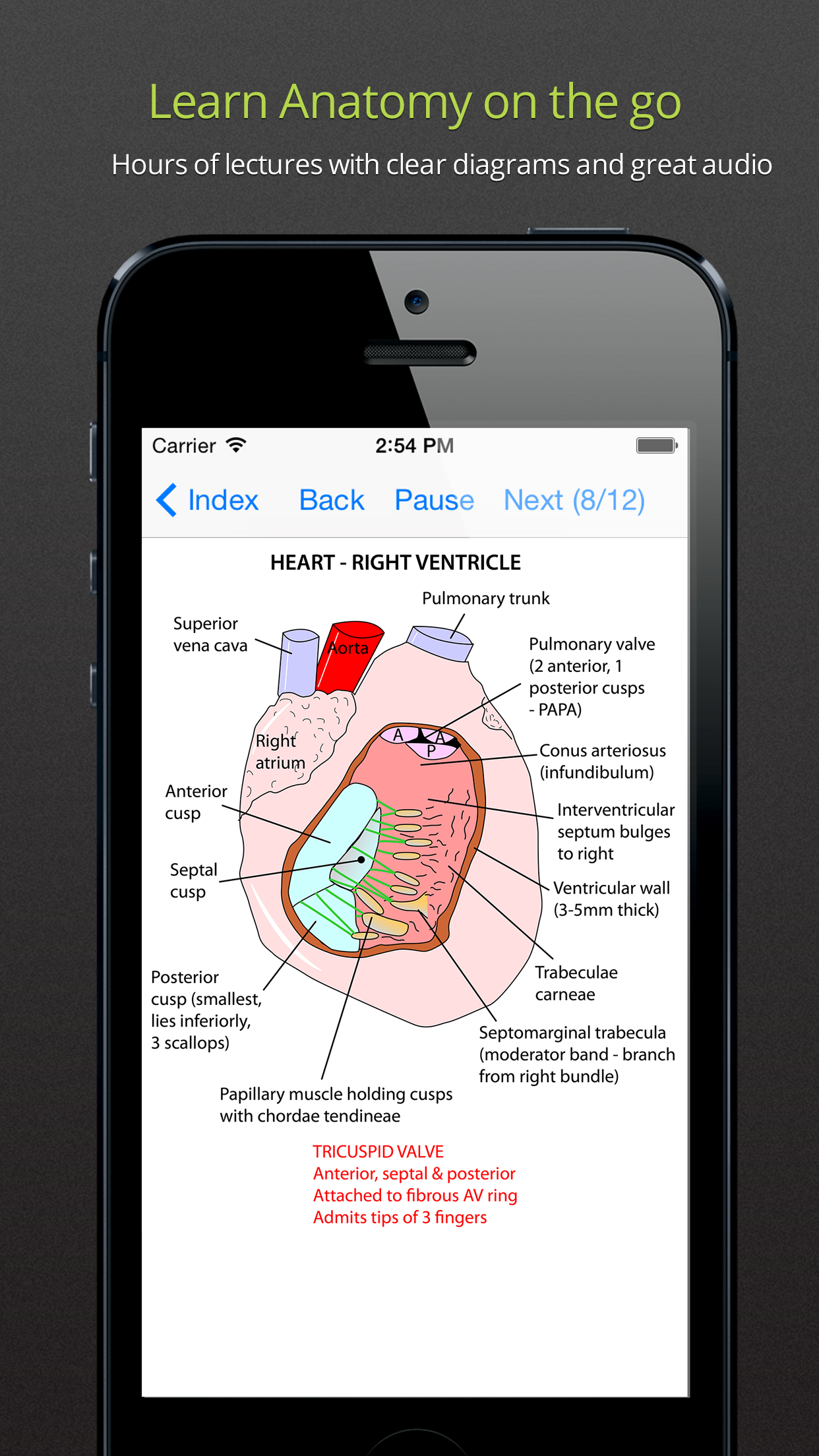 Anatomy Lectures and MCQs