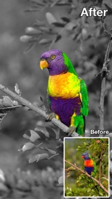 Color Changer-Coloring Editor screenshot