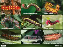 Caterpillar Id USA East Coast iPad image 4