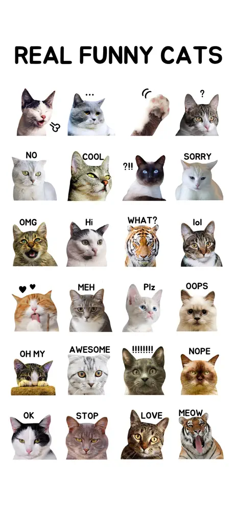 Real Funny Cats