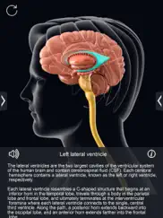 my brain anatomy ipad resimleri 4