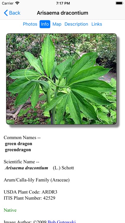 New York Wildflowers