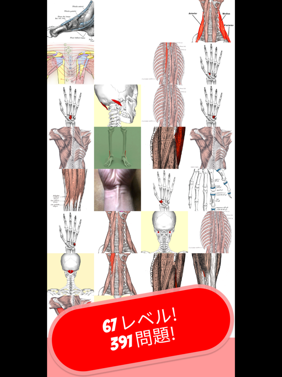 解剖学 & 骨格 クイズ 日本ののおすすめ画像1