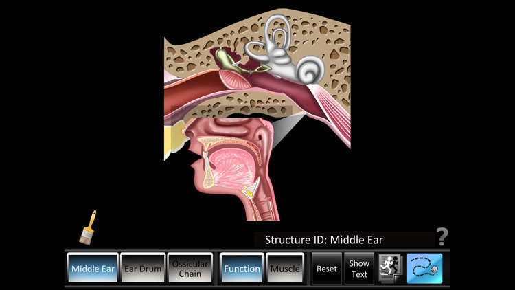 Middle Ear ID