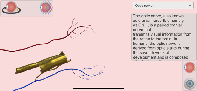 ‎Eye Anatomy Atlas Screenshot