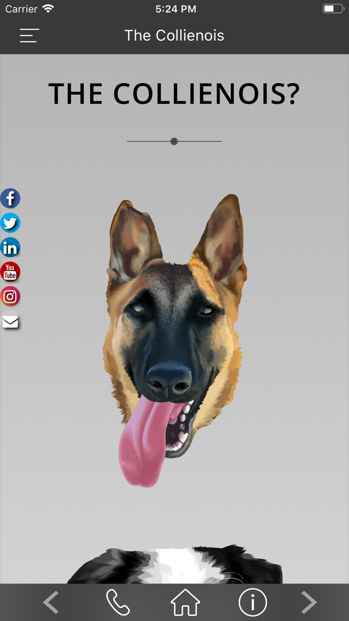 The Collienois Dog Blog