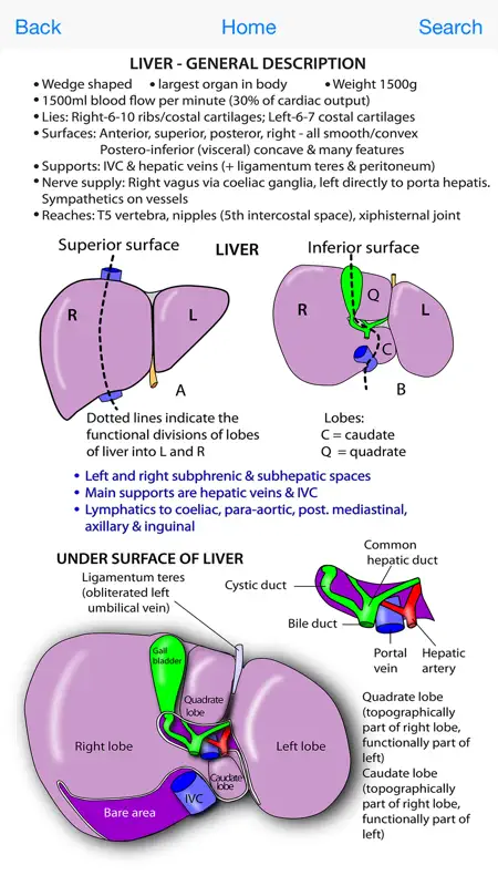 Instant Anatomy Flash Cards screenshot 3 of 4
