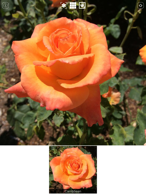 Instant Rose iPad screenshot 4 - Reference app