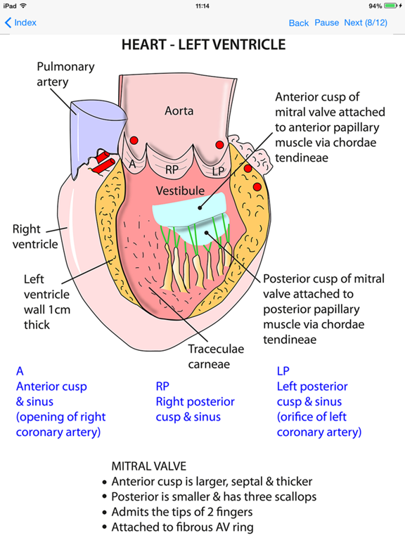 Screenshot #4 pour Anatomy Thorax and Abdomen