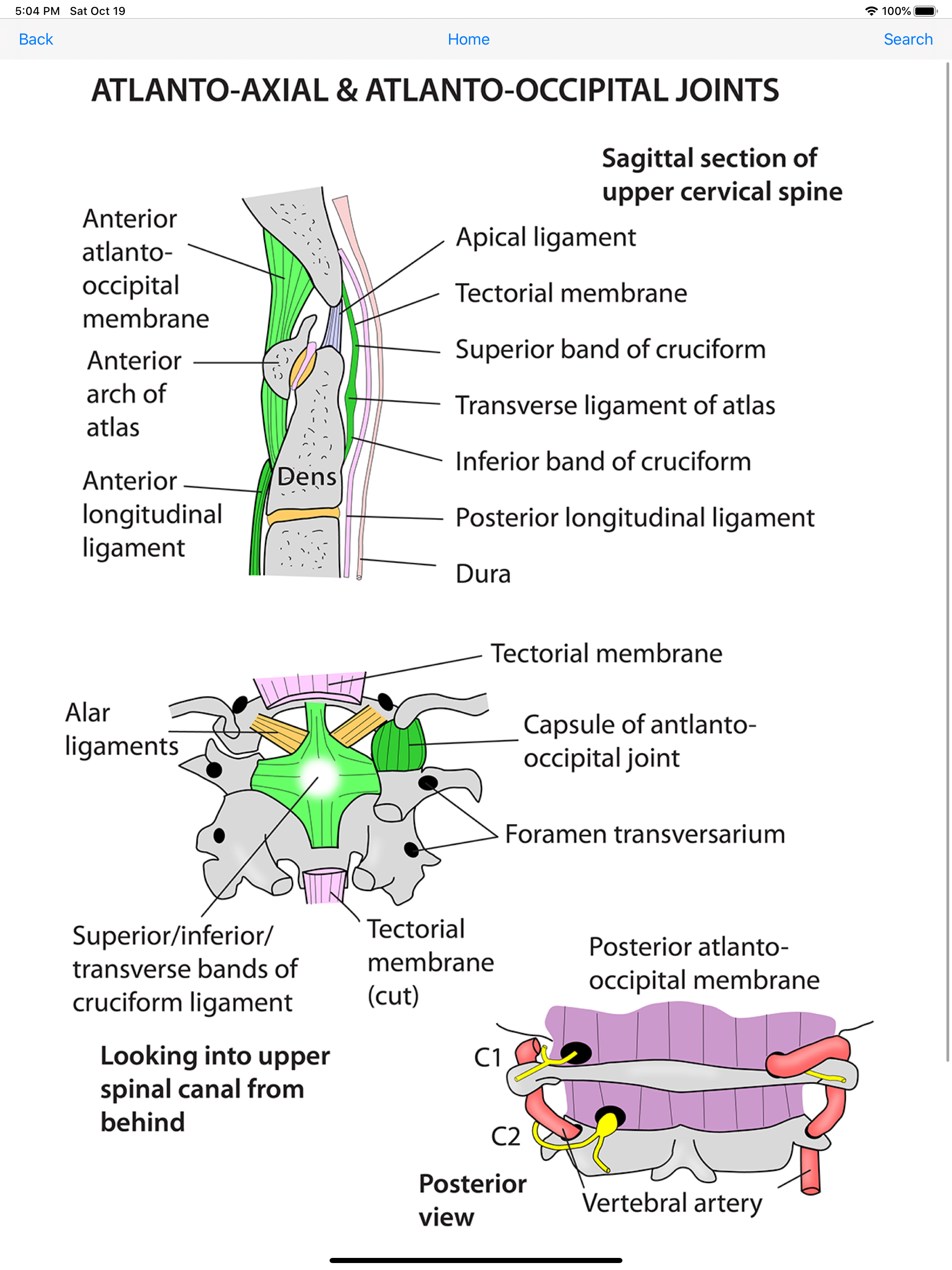 Instant Anatomy Flash Cards