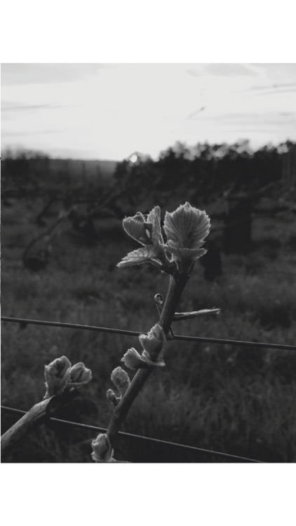 Parcelle99 English edition