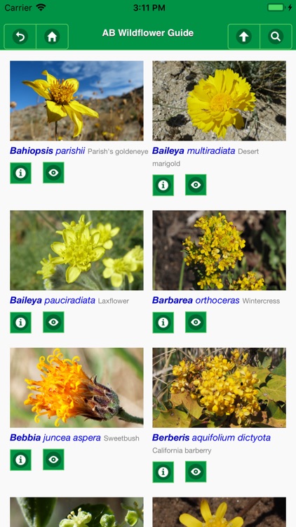 Anza-Borrego Wildflower Guide screenshot-3