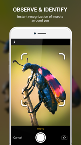 Insect identifier by photo screenshot