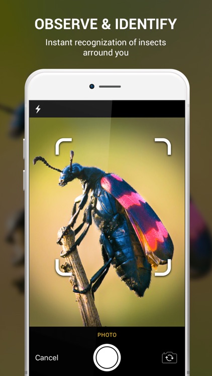 Insect identifier by photo