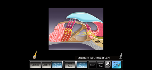Inner Ear ID screenshot 4