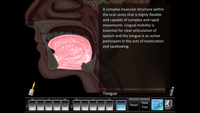 Screenshot #3 pour Vowels Front Back