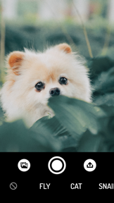 How do Animals see? - Camera screenshot