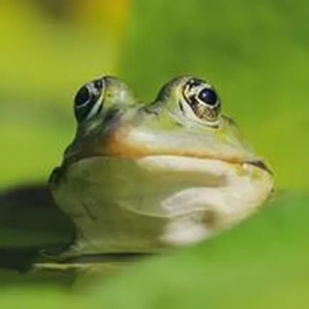 Frog Sounds Effects Читы
