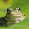 Get Frog Sounds Effects for iOS, iPhone, iPad Aso Report