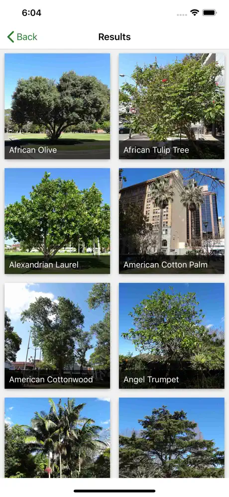 Australian Tree ID