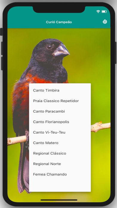 Screenshot #2 pour Curio Campeao