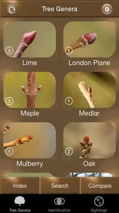 Winter Tree Id - British Isles iPhone image 1