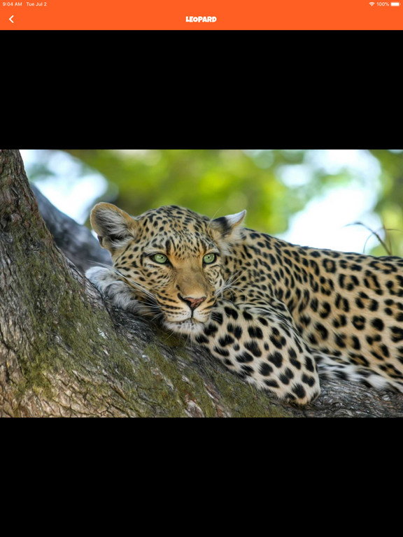 Animal Kingdom (wildlife) iPad screenshot