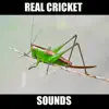 Cricket Sounds for Sleep App Support