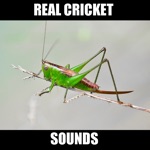Download Cricket Sounds for Sleep app