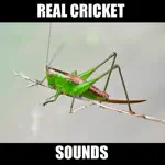 Cricket Sounds for Sleep App Cancel