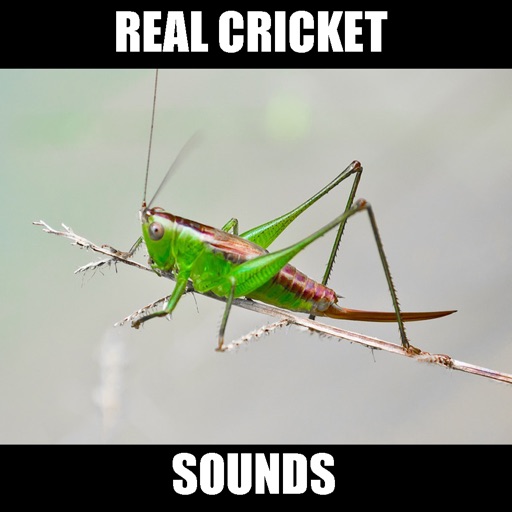 Cricket Sounds for Sleep icon
