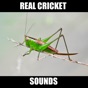 Cricket Sounds for Sleep app download