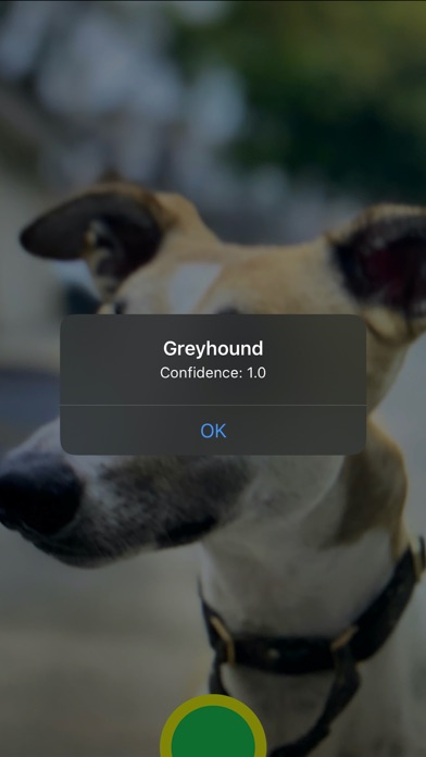 Screenshot #2 pour Not Greyhound