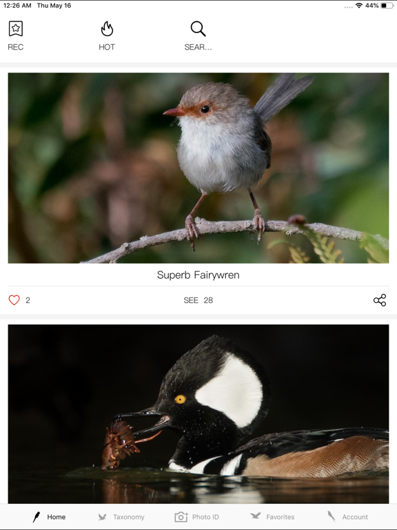 Screenshot #4 pour Bird ID-Picture&Audio