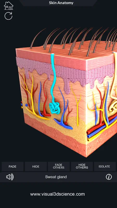 My Skin Anatomy screenshot 4 of 8