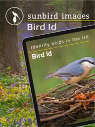 Bird Id - British Isles birds ipad bilder 0