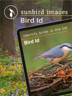 Bird Id - British Isles birds iPad image 1
