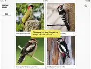 Birds of Britain Pocket Guide ipad bilder 1